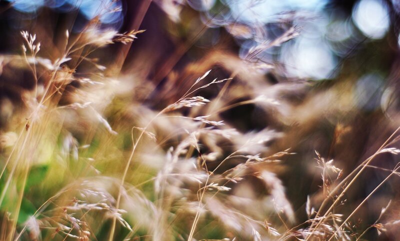 Tall Grass in Sunlight — Brown, Serene