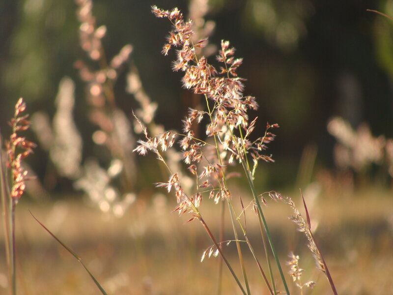 Tall Grass in Sunlight — Brown