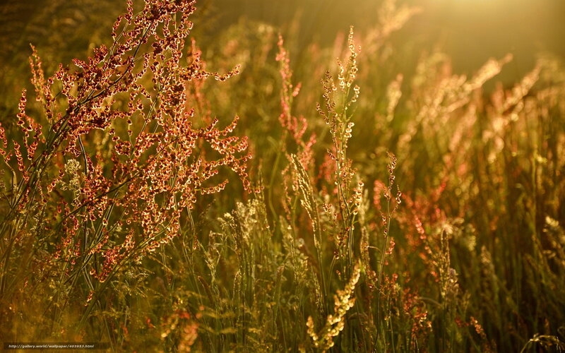 Tall Grass in Sunlight — Gold, Serene, Sunset, Photograph, Field, Plants