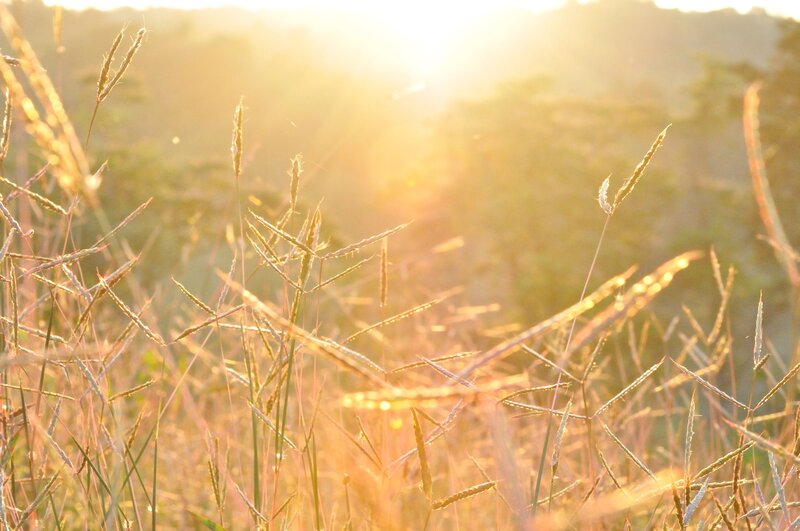 Tall Grass in Sunlight — Gold, Serene, Sunset, Photograph, Hills, Sky