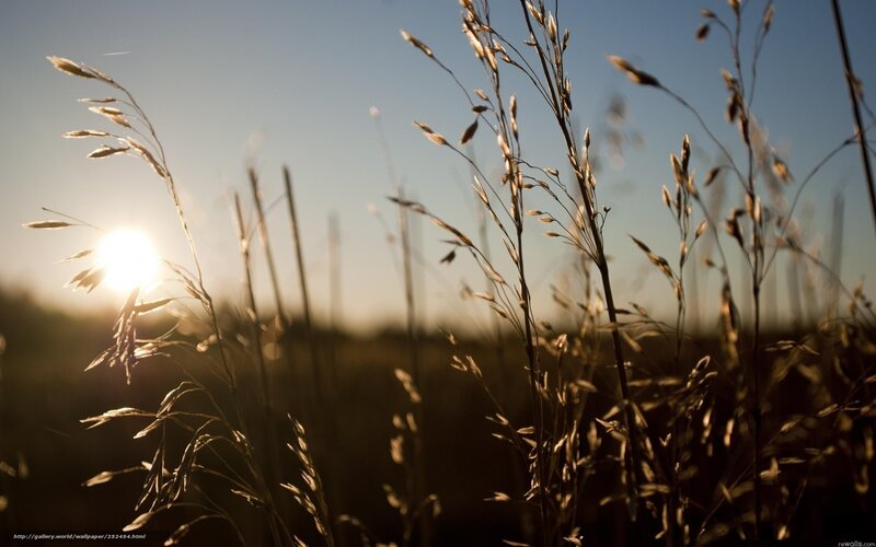 Tall Grass in Sunlight — Gold, Serene, Sunset, Photograph