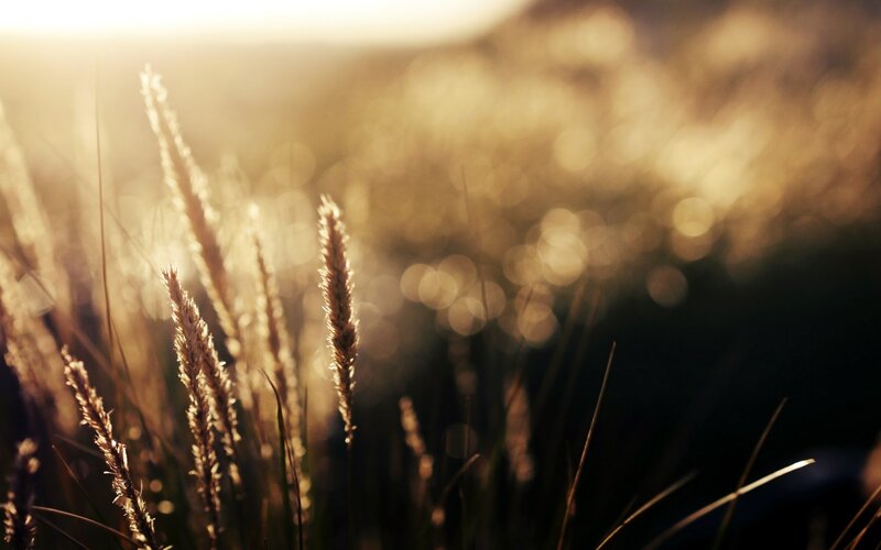 Tall Grass in Sunlight — Gold, Serene, Sunset