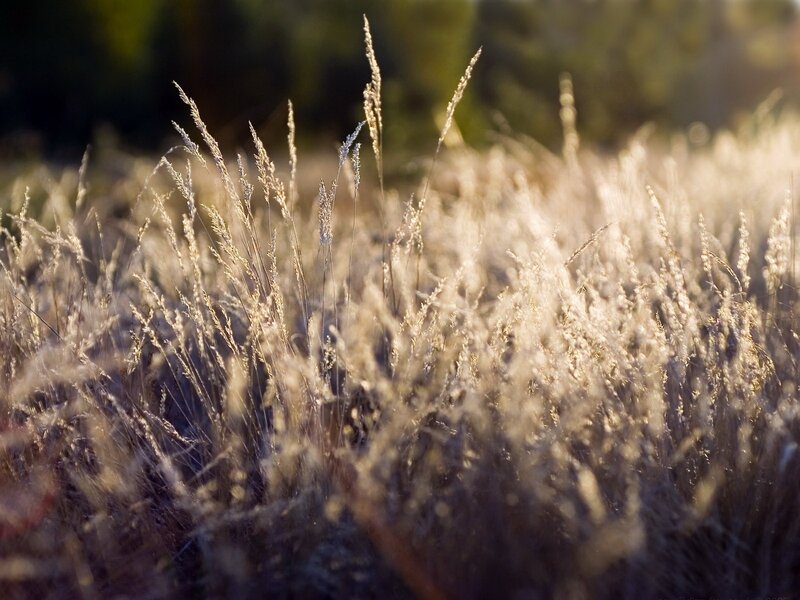Tall Grass in Sunlight — Gold, Serene
