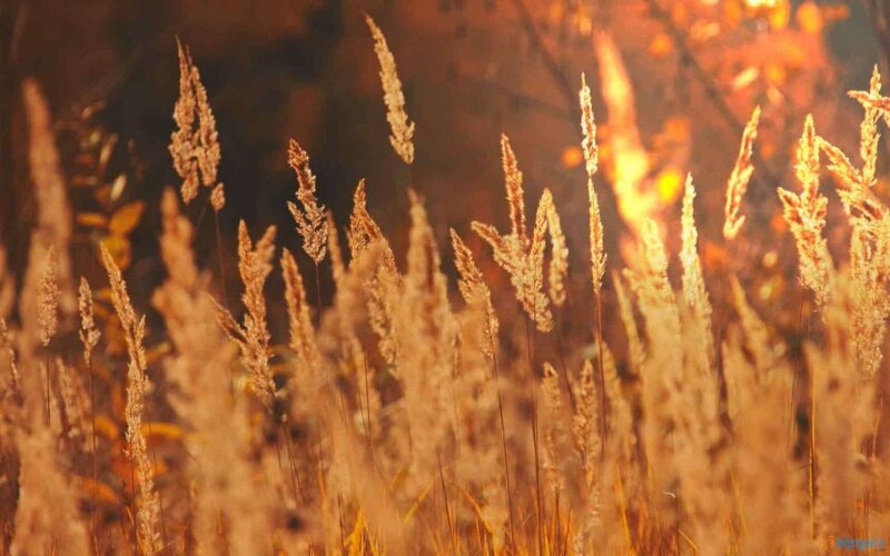 Tall Grass in Sunlight — Gold