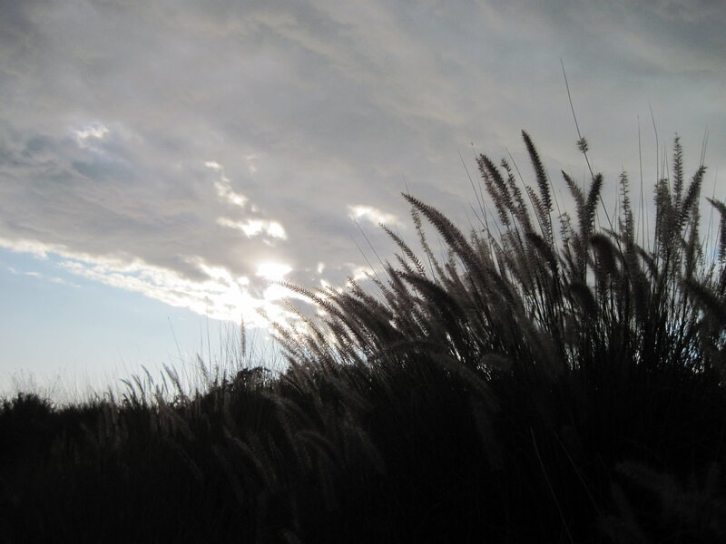 Tall Grass in Sunlight — Gray