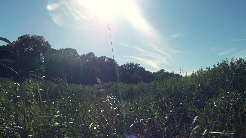 Tall Grass in Sunlight — Green, Bright