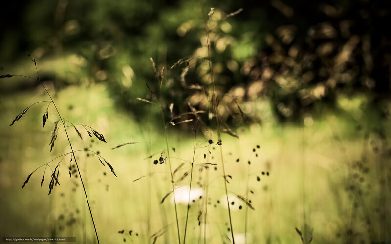 Tall Grass in Sunlight — Green, Serene, Afternoon, Photograph, Outdoor
