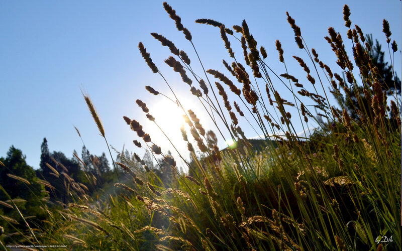 Tall Grass in Sunlight — Green, Serene, Afternoon, Photograph, Sun, Sky