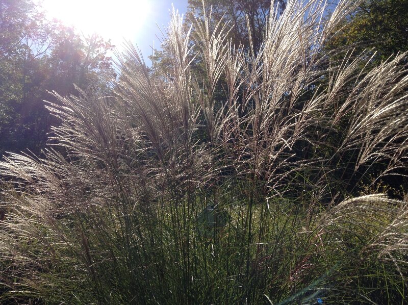 Tall Grass in Sunlight — Green, Serene, Afternoon, Photograph, Sun