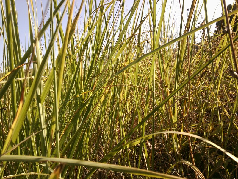 Tall Grass in Sunlight — Green, Serene, Afternoon