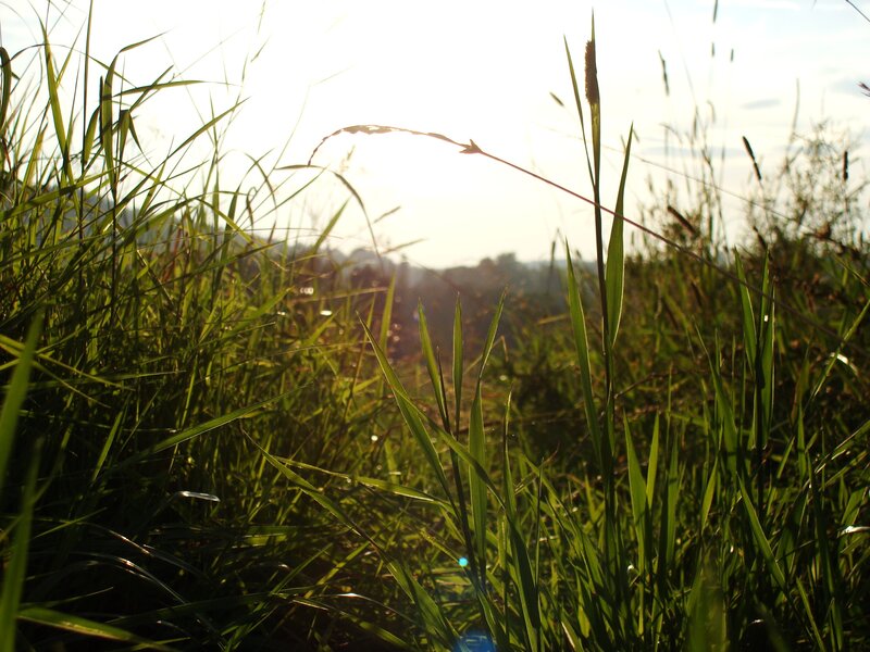 Tall Grass in Sunlight — Green, Serene, Sunset, Photograph, Sky