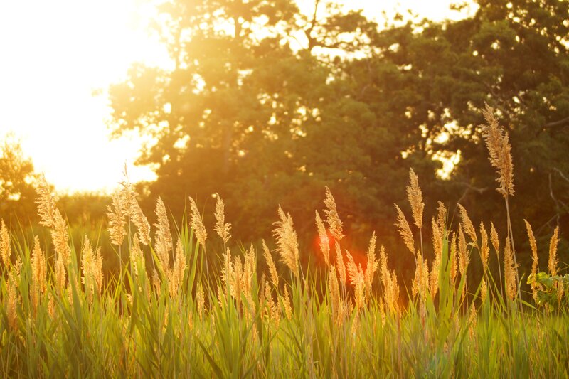 Tall Grass in Sunlight — Green, Serene, Sunset, Photograph, Trees