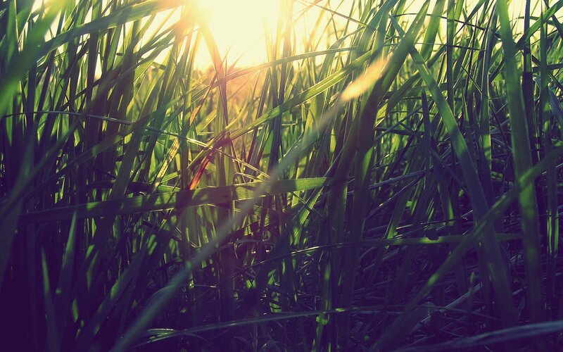 Tall Grass in Sunlight — Green, Serene, Sunset, Photograph, Yellow