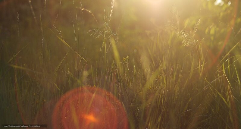 Tall Grass in Sunlight — Green, Serene, Sunset