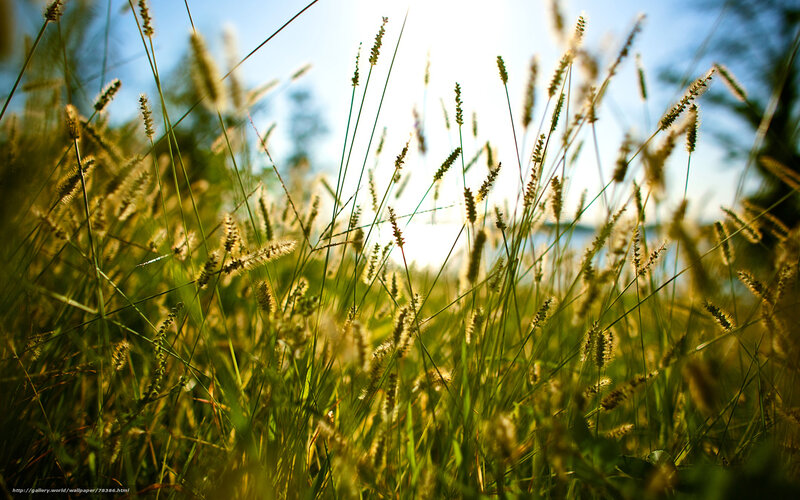 Tall Grass in Sunlight — Green, Serene