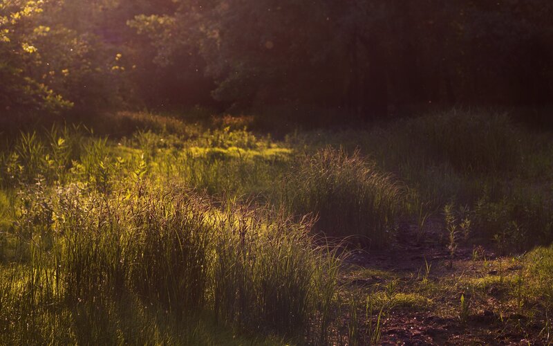 Tall Grass in Sunlight — Green