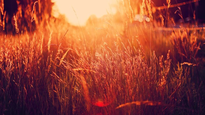 Tall Grass in Sunlight — Orange