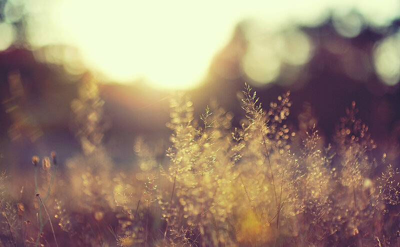 Tall Grass in Sunlight — Yellow, Serene, Sunset, Photograph, Bokeh, Field, Brown