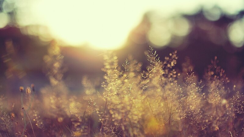 Tall Grass in Sunlight — Yellow, Serene, Sunset, Photograph, Bokeh, Field, Brown, White