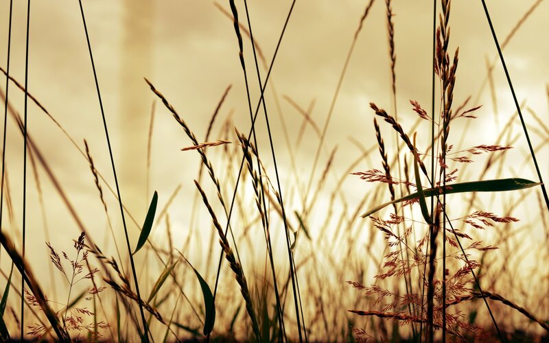 Tall Grass in Sunlight — Yellow, Serene, Sunset, Photograph