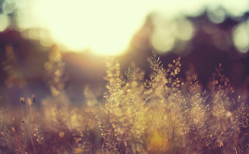 Tall Grass in Sunlight — Yellow, Serene, Sunset