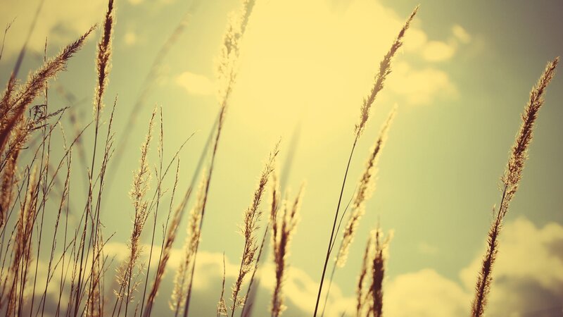 Tall Grass in Sunlight — Yellow, Serene