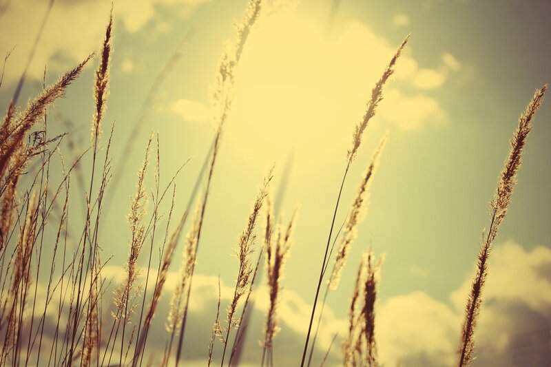 Tall Grass in Sunlight — Yellow
