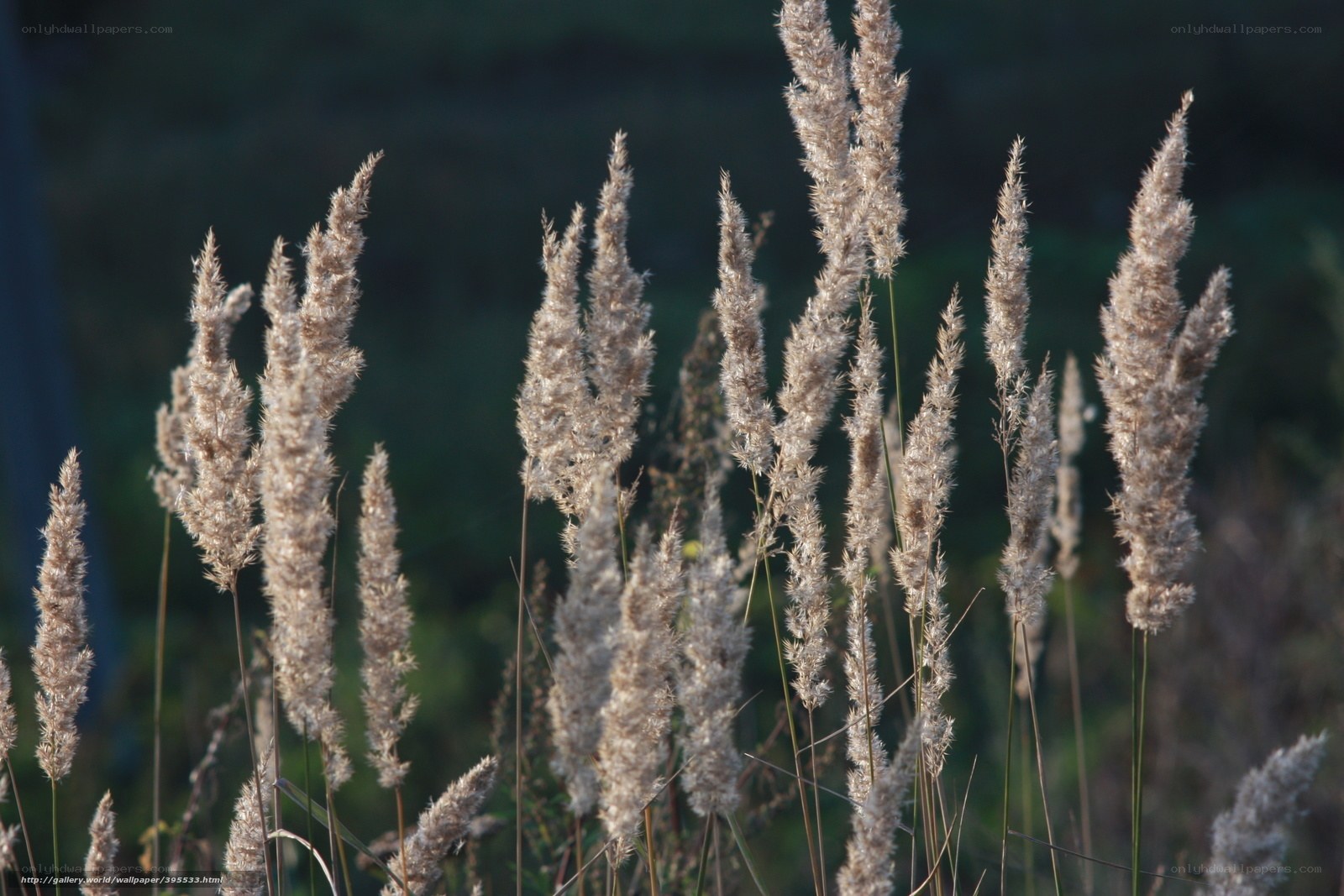 tall grass in sunlight