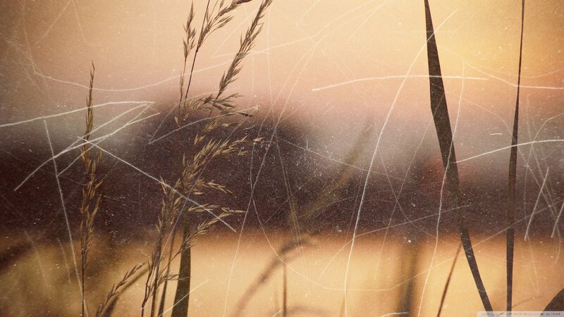 Tall Grass in Sunset