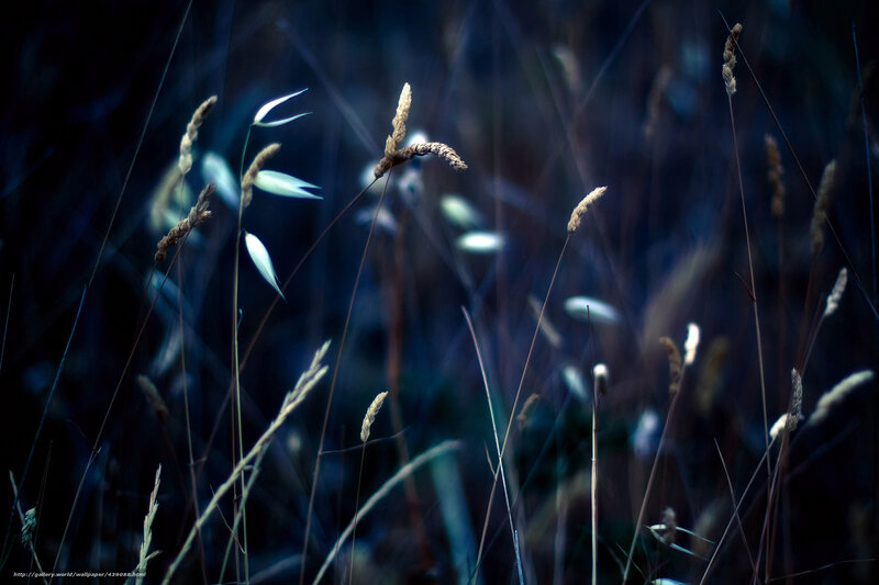 Tall Grass in Twilight