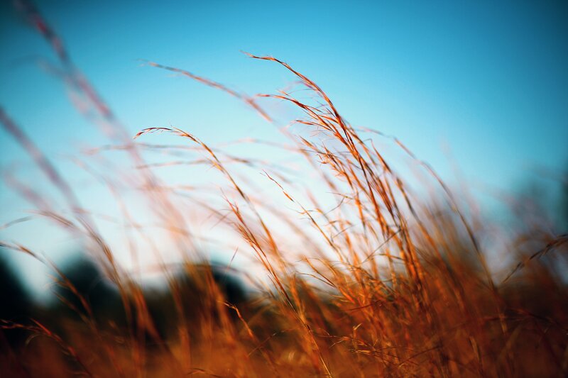 Tall Grass in Wind — Blue