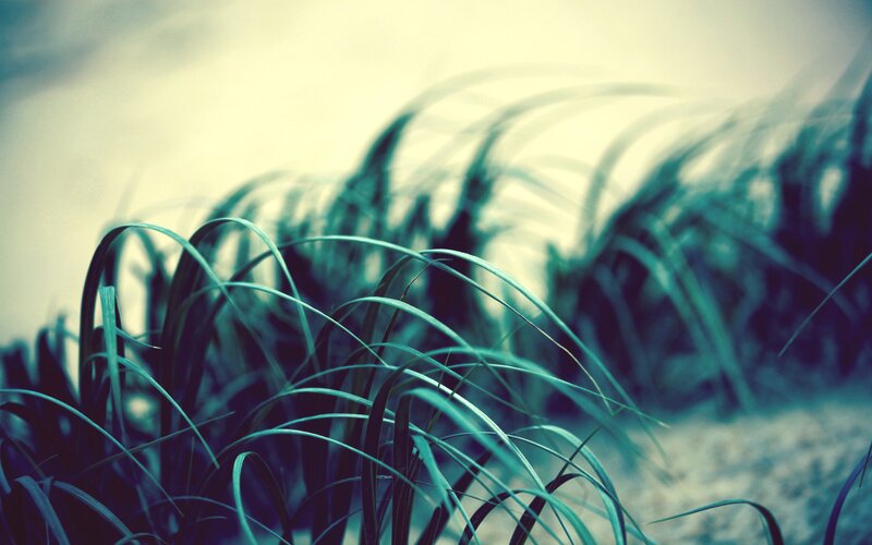 Tall Grass in Wind — Teal, Serene