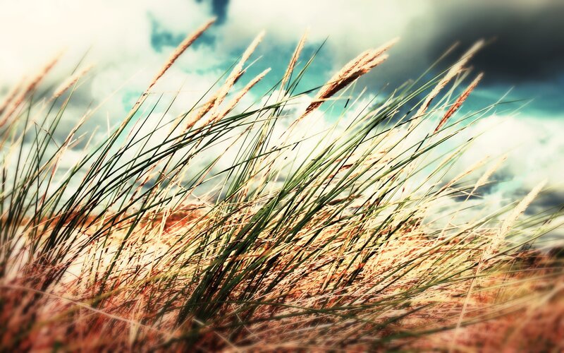 Tall Grass in Wind