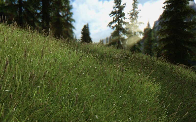 Tall Grass on a Hill