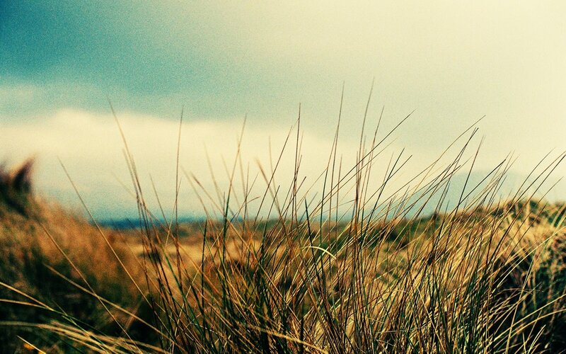 Tall Grass on Dunes