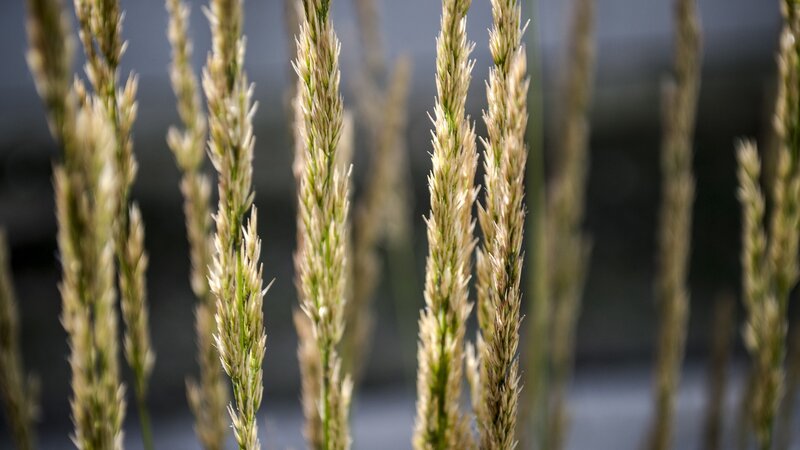 Tall Grass Seed Heads