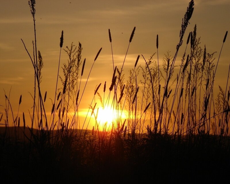 Tall Grass Silhouette — Orange, Serene