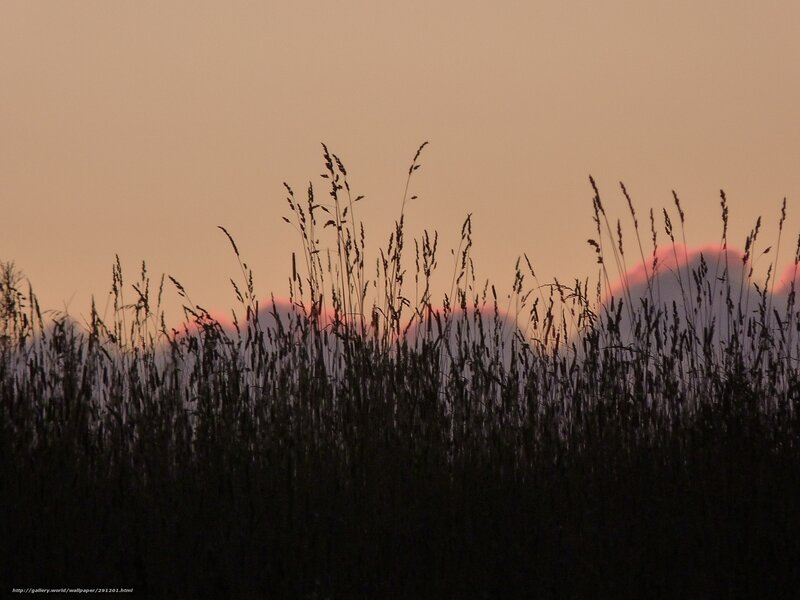 Tall Grass Silhouette — Orange