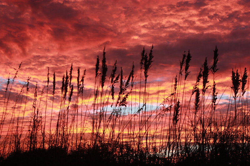 Tall Grass Silhouette