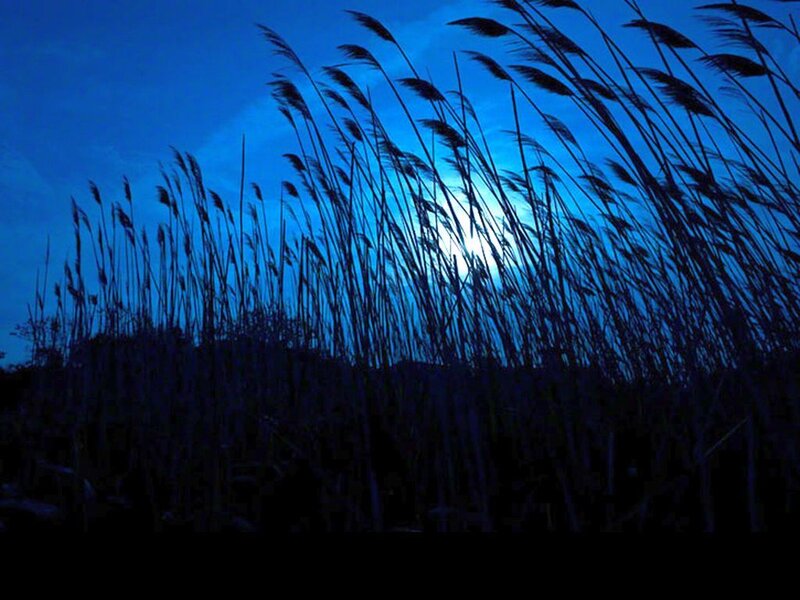 Tall Grass Silhouetted
