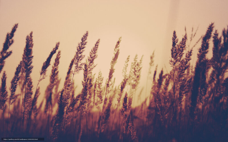 Tall Grass Silhouettes — Brown