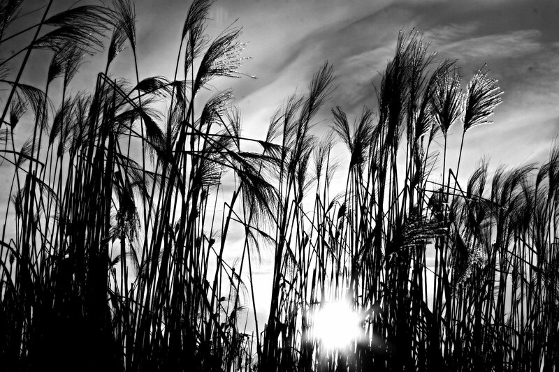 Tall Grass Silhouettes