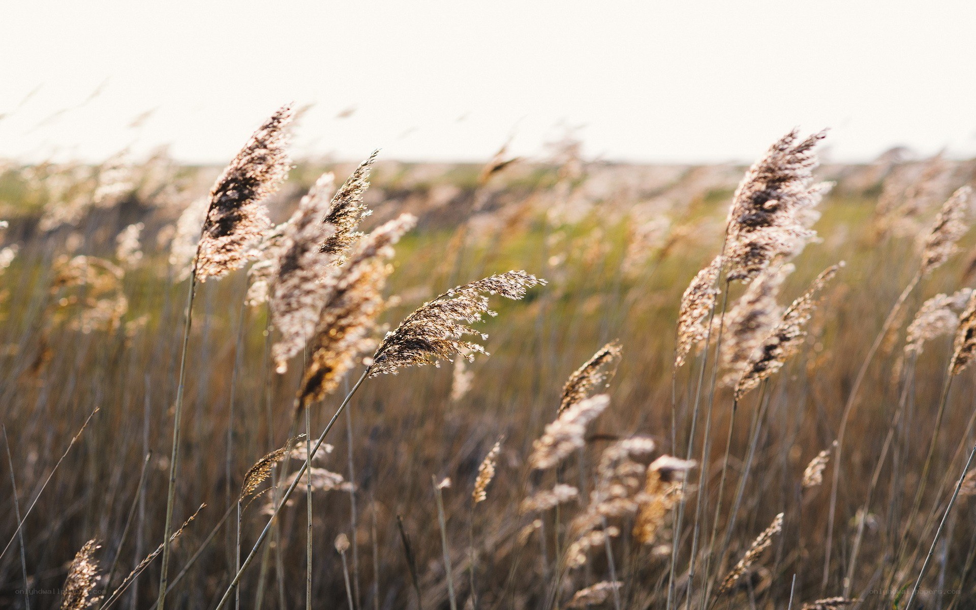 tall grass swaying in the wind
