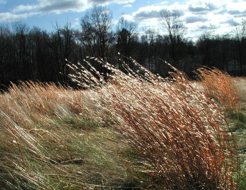 Tall grass swaying in the wind