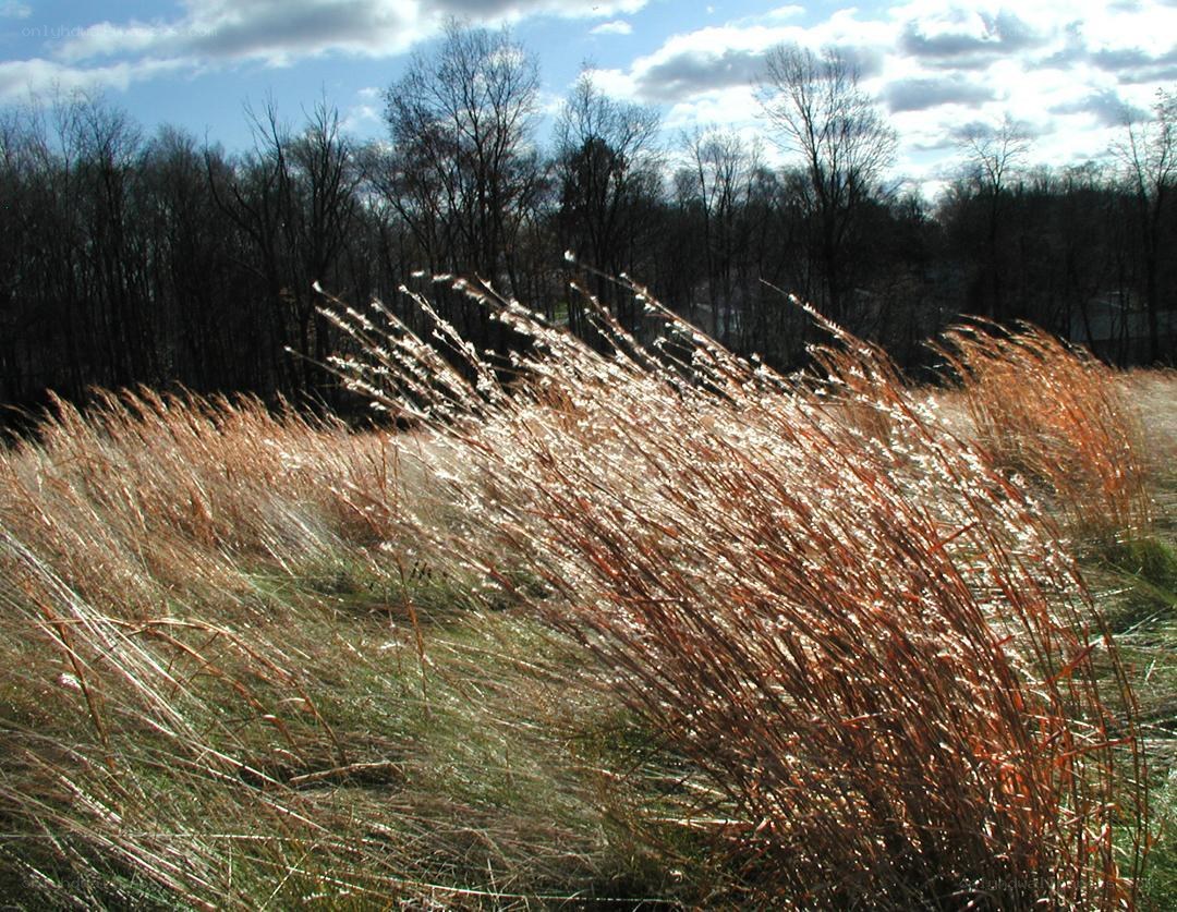 Tall grass swaying in the wind