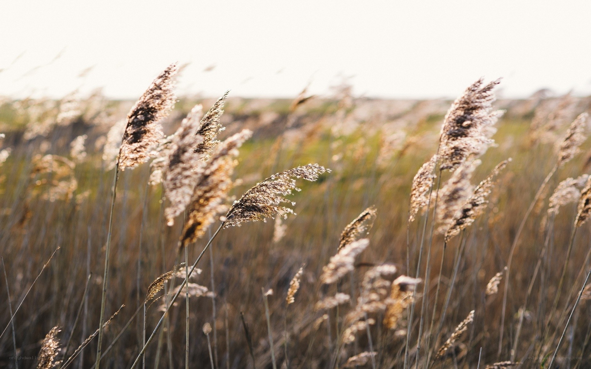 tall grass swaying in the wind