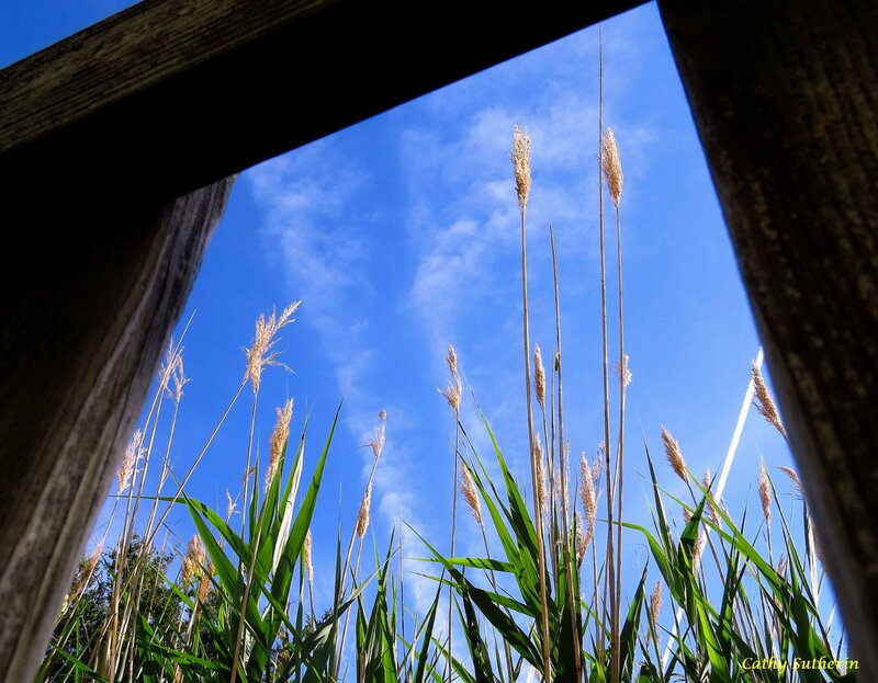 Tall Grass under Blue Sky