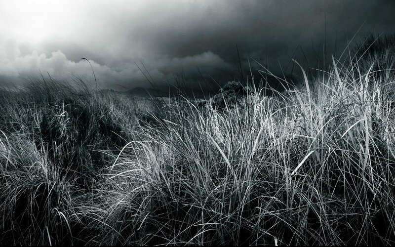 Tall Grass under Stormy Sky — Black