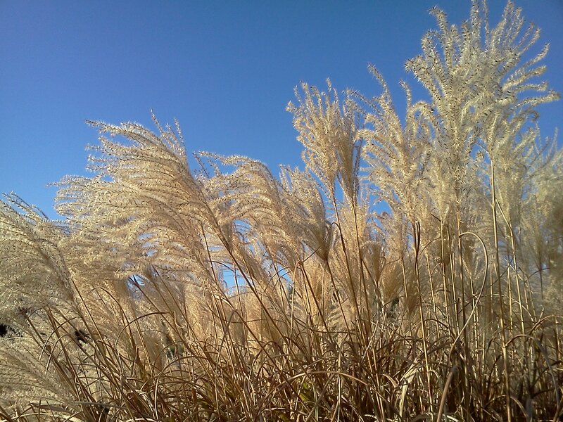 Tall Grass with Feathery Plumes — Blue