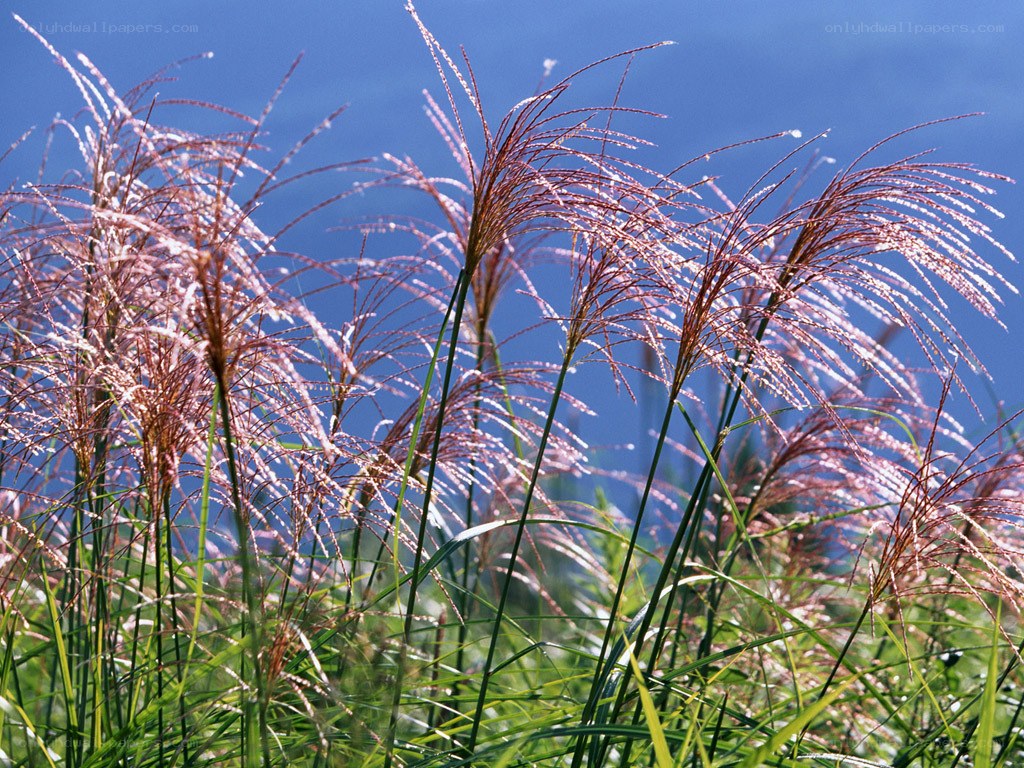 tall grass with feathery plumes